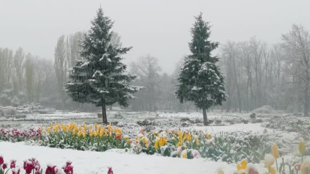 Multicolored tulips in the park are covered with snow — Stock Video