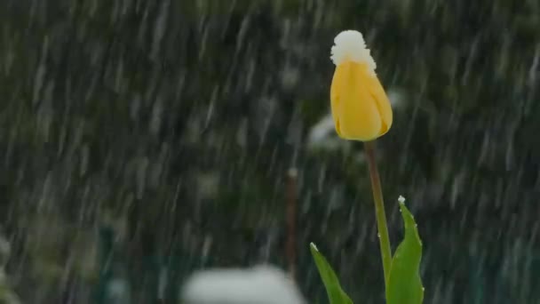 黄色の芽が雪で覆われています。 — ストック動画