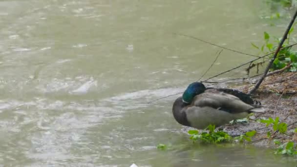 Le canard cache sa tête de la neige près de la rivière . — Video