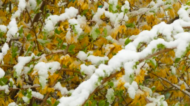 Gelbe Blüten gefrieren unter dem Schnee — Stockvideo