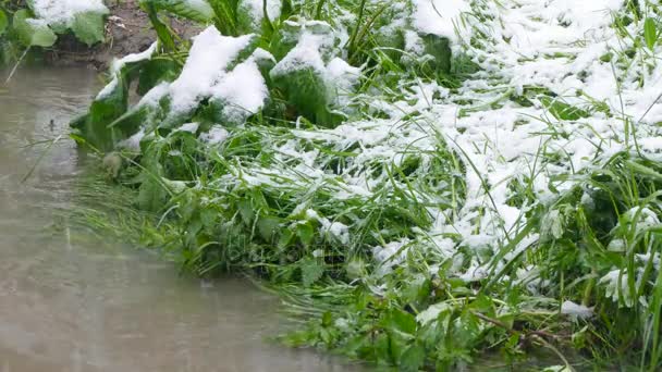 На зеленых насаждениях лежит снег — стоковое видео