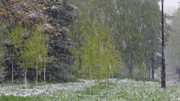 Im Frühling fällt Schnee auf die grünen Bäume. — Stockvideo