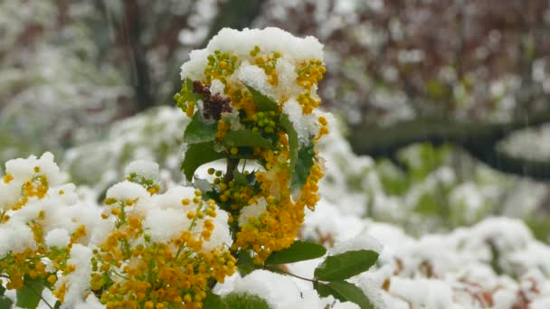 Pequeñas flores rojas en un árbol se congelan bajo la nieve durante una nevada — Vídeos de Stock