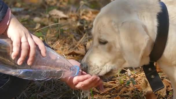 De eigenaar water drinkt uit een hand van honden — Stockvideo