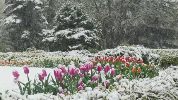 Sur la clairière de fleurs dans le parc sa neige — Video