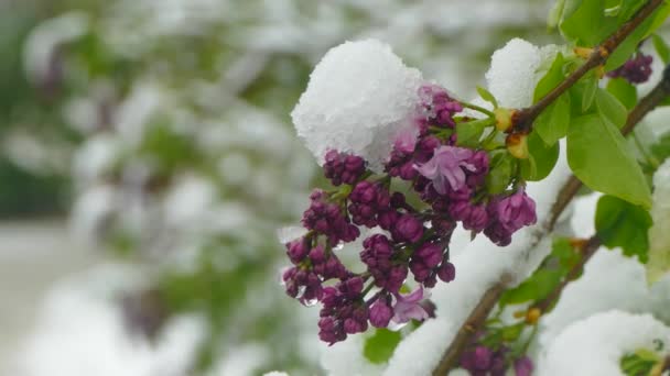 Violet bloesems zijn bedekt met sneeuw — Stockvideo