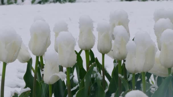 Botões de flores brancas são cobertos com neve — Vídeo de Stock