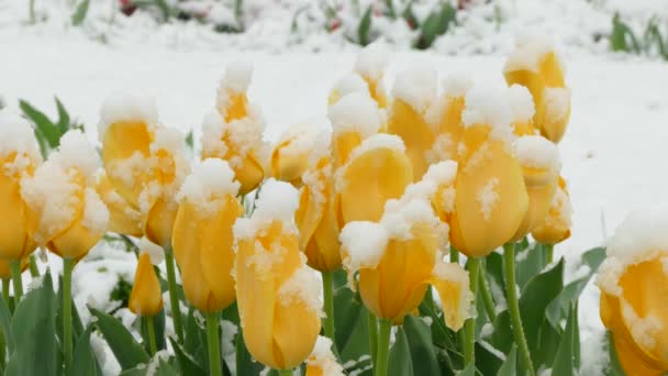 Желтые цветы замерзают во время снегопада — стоковое видео