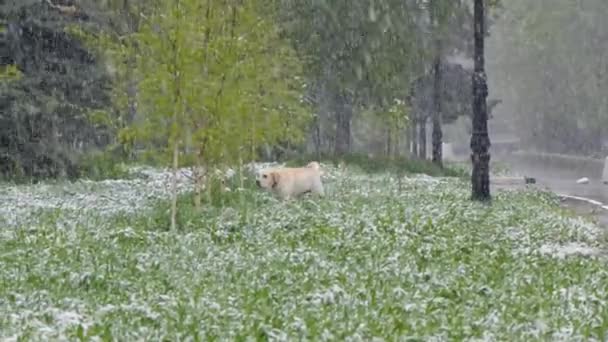 El perro pasea por el parque de primavera en el que nieva . — Vídeo de stock