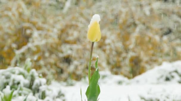 Brote de flor amarilla está cubierto de nieve — Vídeo de stock