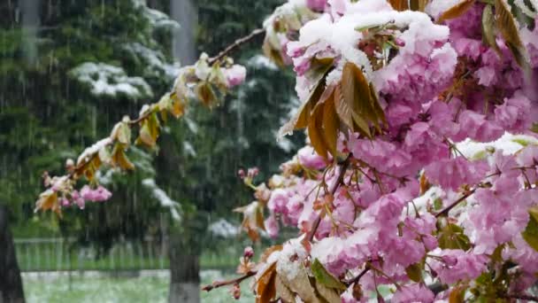 De lente-boom is bedekt met paarse bloemen en sneeuw — Stockvideo