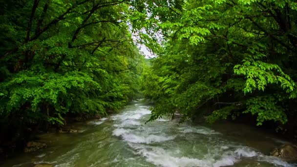 River rapids in het forest. Slow motion. — Stockvideo