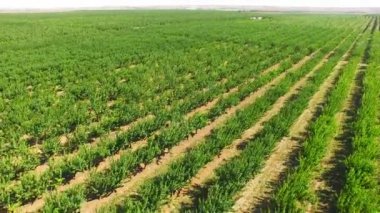 Uçuş meyve ağaçları ile plantasyon içinde. kuş-göz görüş-.