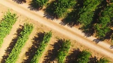 yeşil ağaçlar Ekim alanı üzerinde uçuş. kuş-göz görüş-.