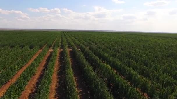 Voo sobre árvores frutíferas plantadas. visão de aves-olho . — Vídeo de Stock