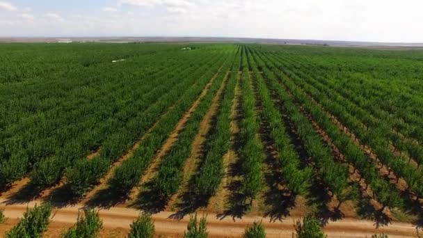 Panorama över plantering av fruktträd. fågelperspektiv. — Stockvideo