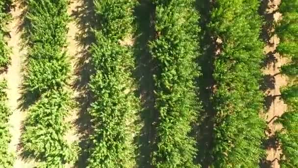 File di alberi da frutto verdi. vista a volo d'uccello . — Video Stock