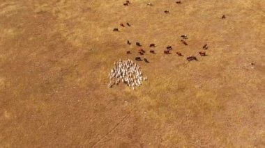 A herd of goats passes through a herd of cows. birds eye view.