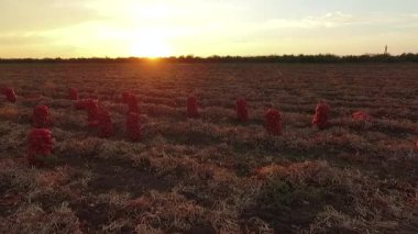 uçan hasat soğan ile bir alanın üzerinde. kuş-göz görüş-.