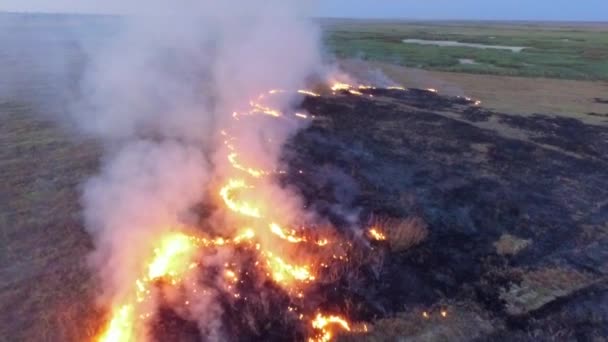 Feu très répandu sur le terrain. Au ralenti. oiseaux vue d'oeil .