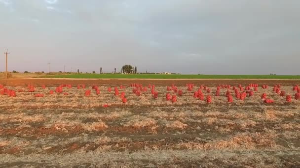 Campo con cebollas recogidas y a la izquierda en el campo. avistamiento de aves . — Vídeos de Stock