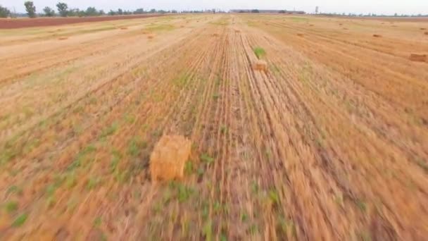 Field with stacked heaps of hay. Birds-eye. — Stock Video