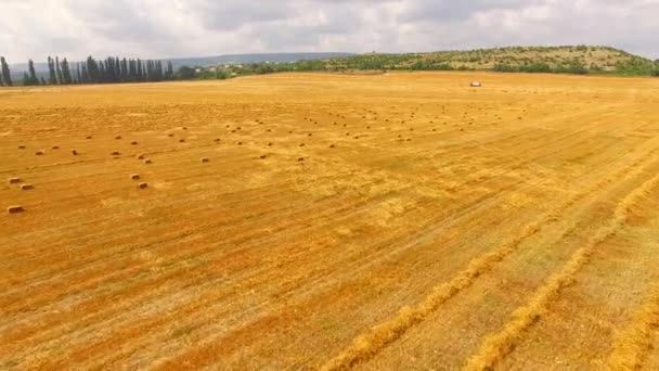 Let nad žluté pole s pšenicí. Ptáci oko. — Stock video