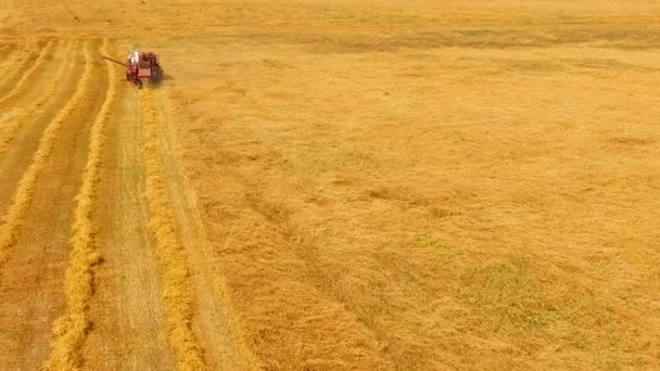 联合收割机切麦子, 播种干草。鸟瞰图. — 图库视频影像