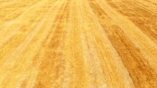 Campo de trigo amarelo com montes de feno. visão de aves-olho . — Vídeo de Stock