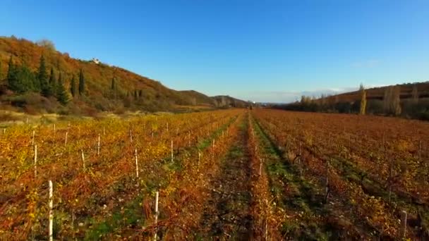 The drone flies over the autumn fields of grapes — Stock Video