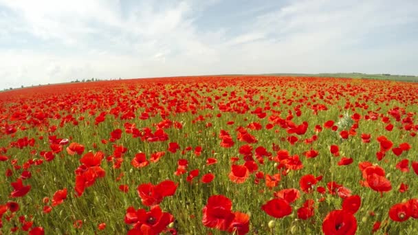 Campo de flores de papoula. Movimento lento . — Vídeo de Stock