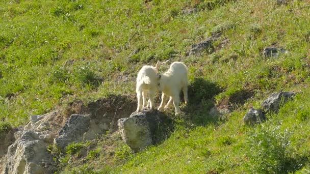 Un yeanling empuja un yeanling de una piedra. Movimiento lento . — Vídeos de Stock