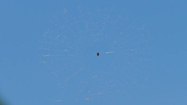Den lilla spindeln är vinglig på webben. Slow motion. — Stockvideo