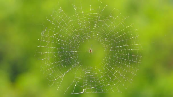 A aranha fica no centro da teia. Movimento lento . — Vídeo de Stock