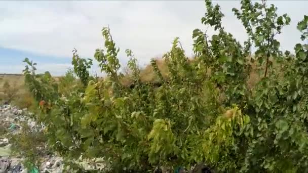 Montaña de basura después de un árbol. Movimiento lento . — Vídeos de Stock