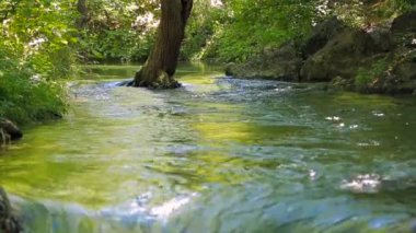 nehir ağacında su ile yıkanır