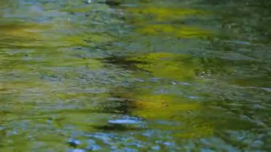 nehir su üzerinde yeşilimsi dalgalanmalar