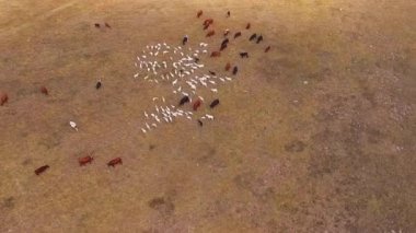 sahada otlayan hayvan sürüsü çevresinde kamera uçar. kuş görünümü göz.