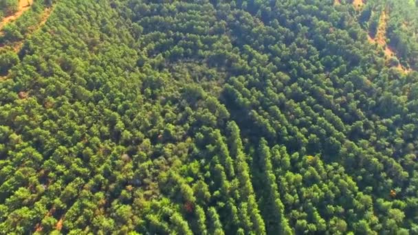 Hustě osázené v řadě stromů. Letecký pohled. — Stock video