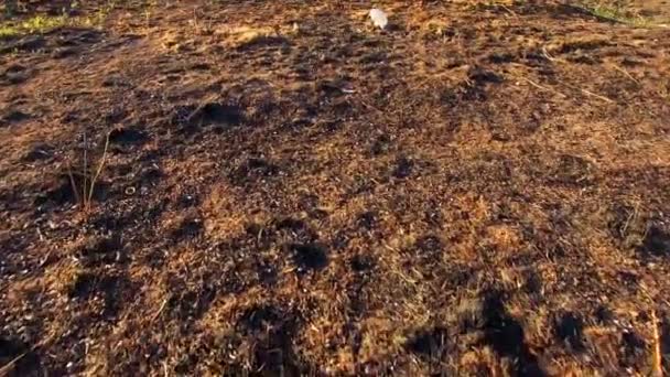 Scorched droge aarde onder de verzengende zon — Stockvideo