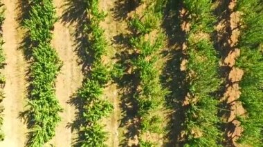 Ağaçlar meyve satır yayılan