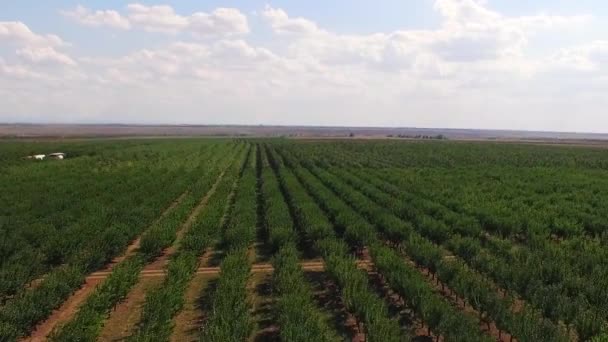 Flying over the fruit trees — Stock Video