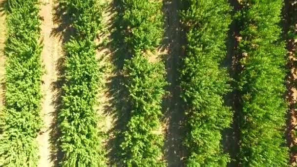 Des branches d'arbres fruitiers dans le vent. Mouvement lent .