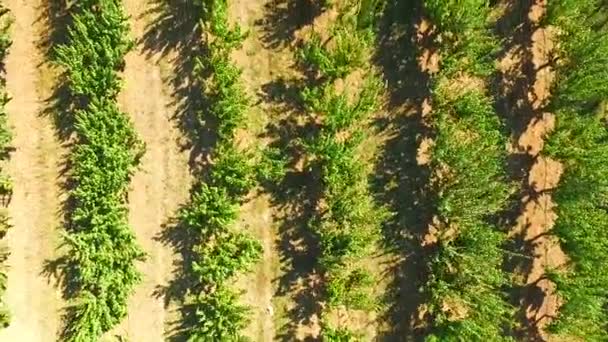 S'étendre sur des rangées d'arbres fruitiers 