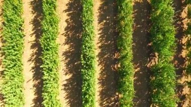 Yeşil orchard span