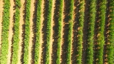 Yeşil orchard yükselişi