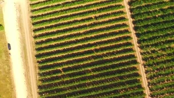 Kreiselnder Aufstieg über die grünen Gartenbäume — Stockvideo