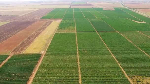 Un montón de parcelas rotas de tierra con vegetación — Vídeo de stock