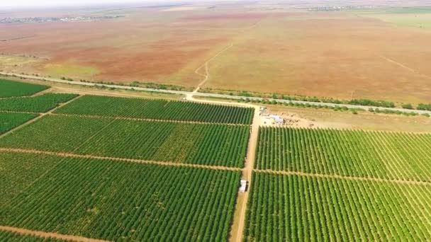 Autopista para dividir dos campos — Vídeo de stock