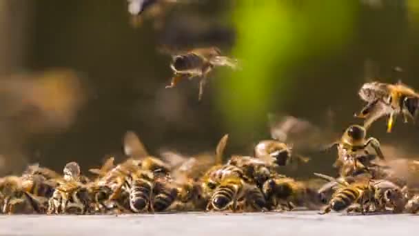 Пчелы собирают мёд с поверхности — стоковое видео